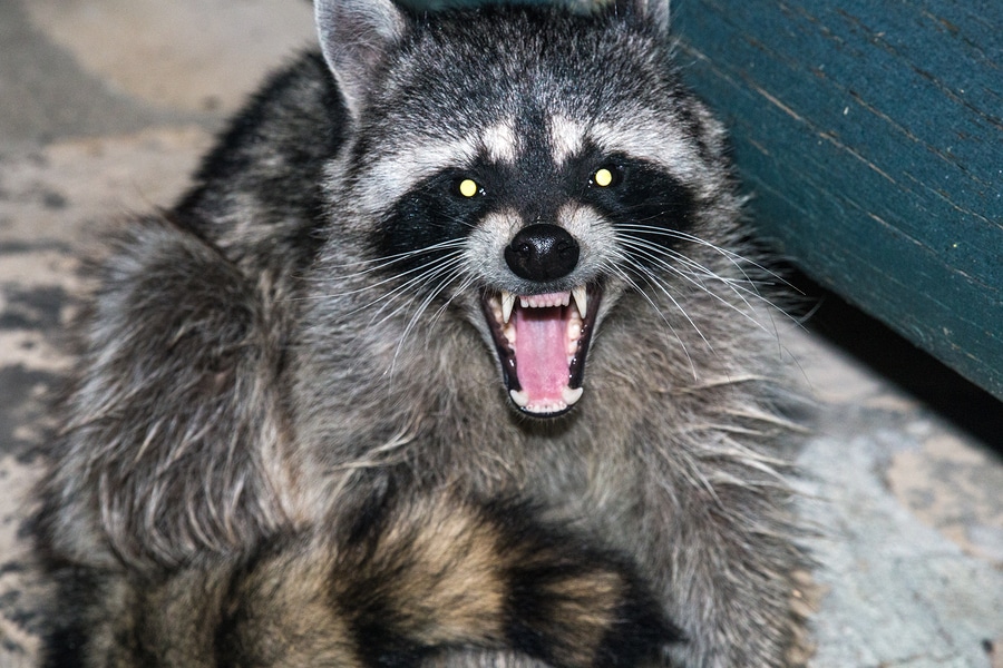 raccoon electric barrier fencing deterrent for avoiding substation power outages