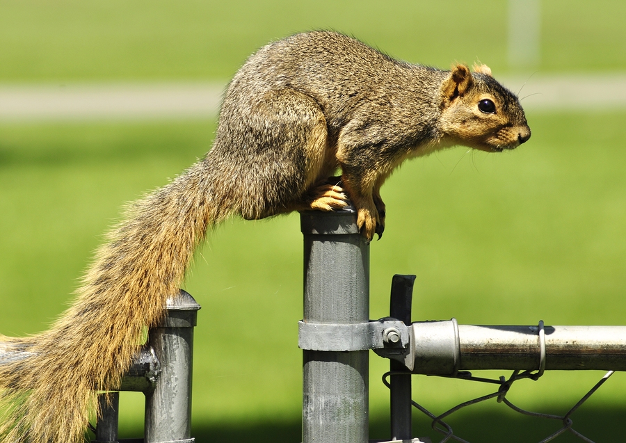 squirrel on metal fence