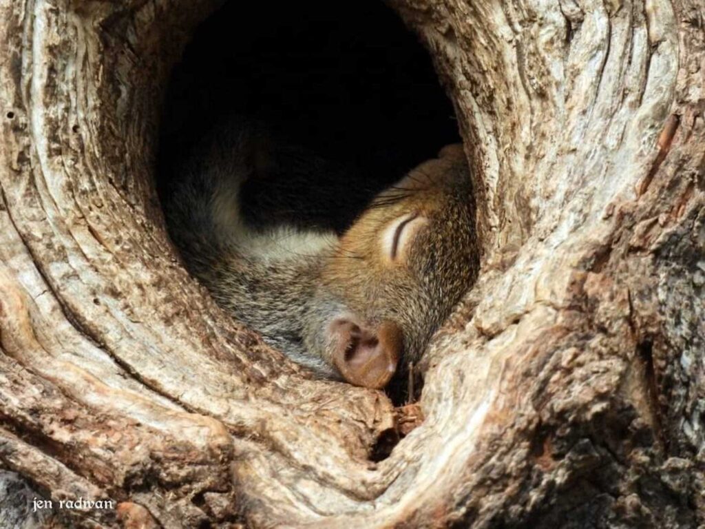 squirrel-in-nest